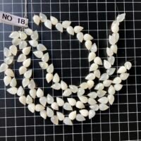 Moonstone white, flower bud, 21 cm