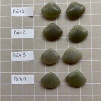Natural Hetian Jade Shell Shape, 14mm+17*13mm